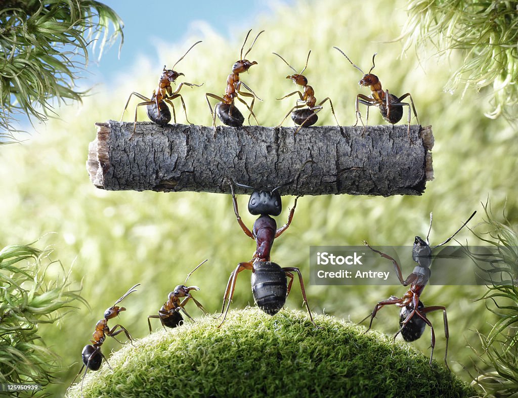 mighty ant Camponotus Herculeanus mighty ant Camponotus Herculeanus holding log with ants Formica Rufa Ant Stock Photo