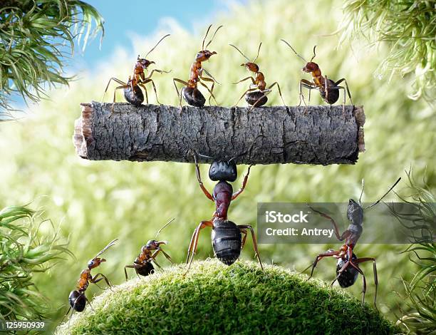 Mighty Ant Camponotus Herculeanus Stock Photo - Download Image Now - Ant, Carpenter Ant, Weight