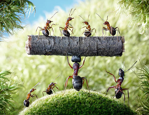 mighty ant Camponotus Herculeanus – zdjęcie