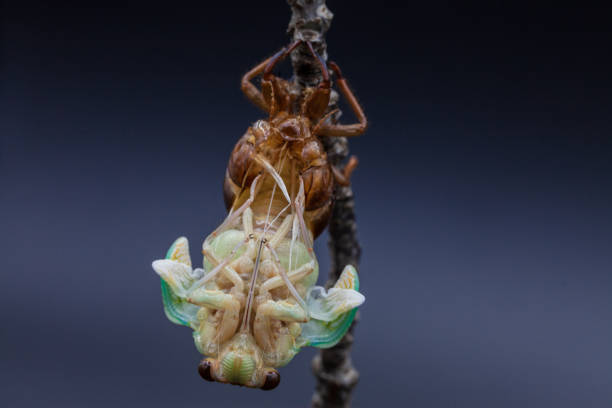 Shooting the emergence of cicadas