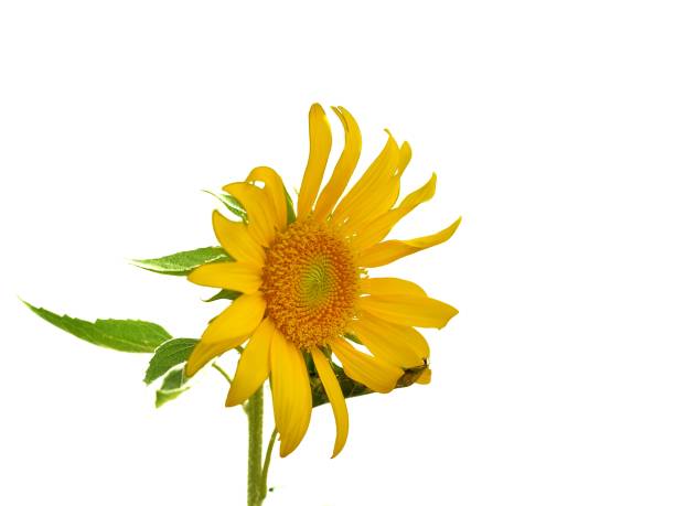istock Yellow sunflower isolated on white background 1259543320