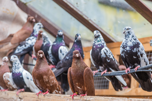 group of homing pigeons resting in a bird house.