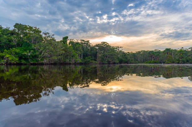 Amazon Rainforest Sunset Reflection of a sunset by a lagoon inside the Amazon Rainforest Basin. The Amazon river basin comprises the countries of Brazil, Bolivia, Colombia, Ecuador, Guyana, Suriname, Peru and Venezuela. iquitos photos stock pictures, royalty-free photos & images