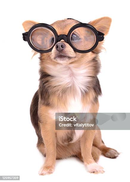 Específicamente ideología oscuridad Chihuahua Usando Gafas Redondo Sentado Y Mirando A La Cámara Foto de stock  y más banco de imágenes de Perro - iStock