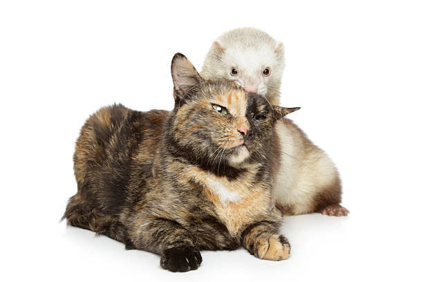 istock Cat and ferret plays on a white background 125958091