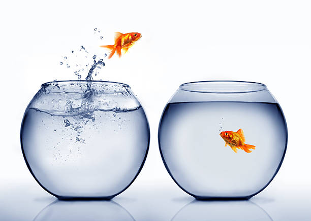 Goldfish jumping out of bowl stock photo