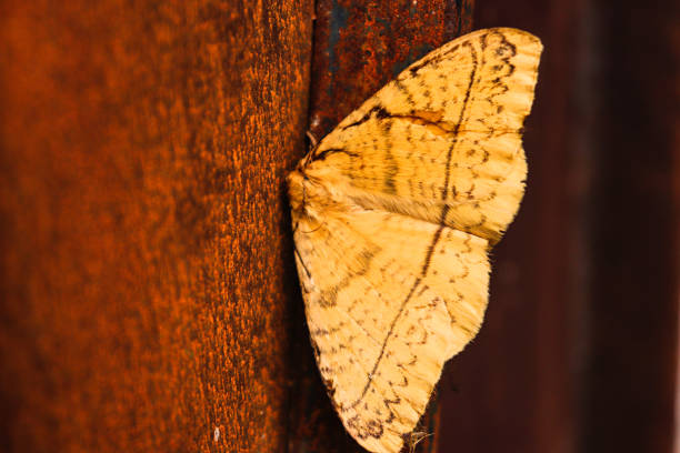 Close-up view of the butterfly ringlet sitting on a wooden surface.