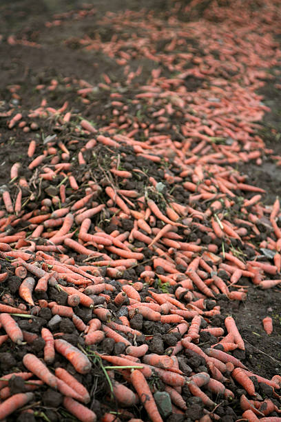 cosecha residuos después de zanahorias - ackerfurchen fotografías e imágenes de stock