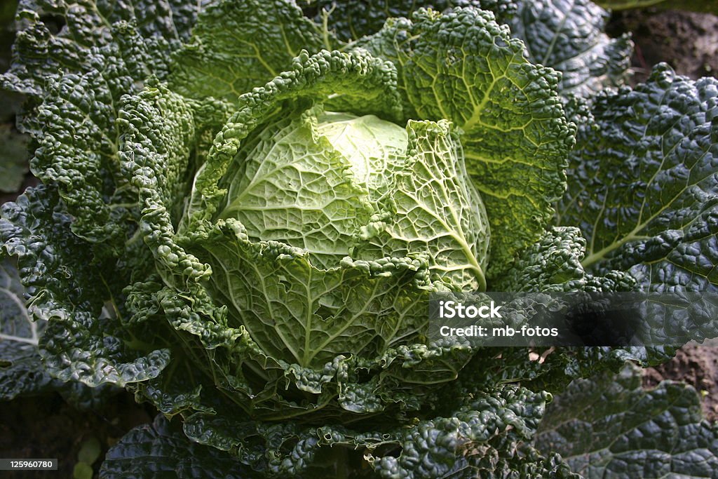 Weißkohl - Lizenzfrei Farbbild Stock-Foto