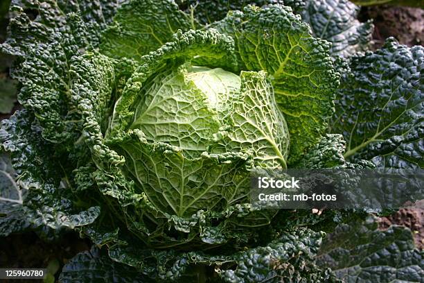 Weißkohl Stockfoto und mehr Bilder von Farbbild - Farbbild, Fotografie, Gemüse