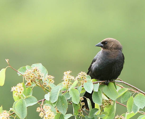 molotro in una giornata di primavera - cowbird foto e immagini stock