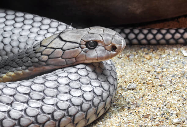 istock Close up Head of King Cobra Coiled on Sand 1259611849
