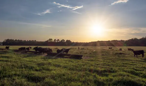 Angus crossbred cattle in silouhette, backlit in a green, lush pasture with sun low in the sky with rays.