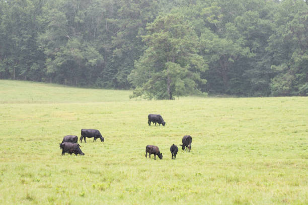 Angus cows and bull grazing in the rain in a southern summer pasture.