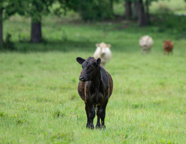 istock Black Angus crossbred calf in center 1259615710