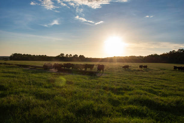 istock Stocker cattle in silouhette around trough backlit in pasture 1259615843
