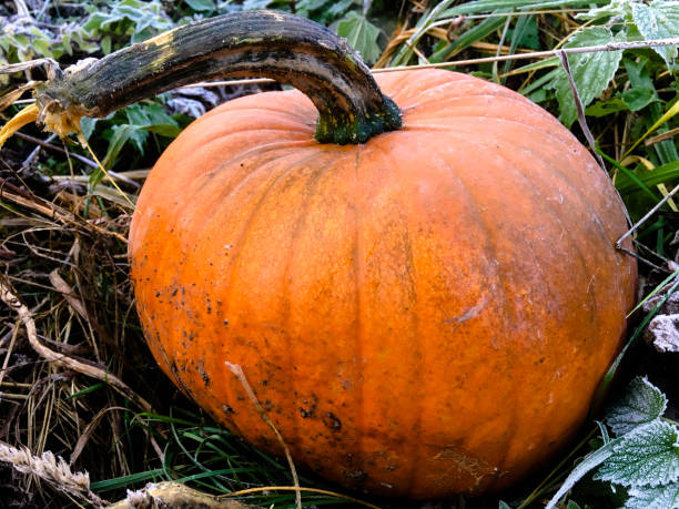istock A large beautiful orange pumpkin grown on compost 1259615963