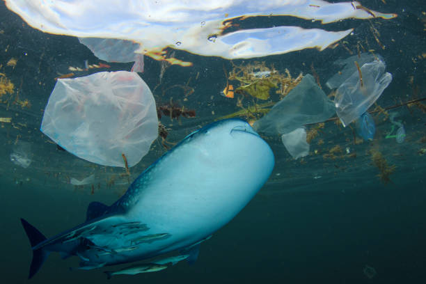 istock Underwater image of whale shark and plastic pollution 1259616054