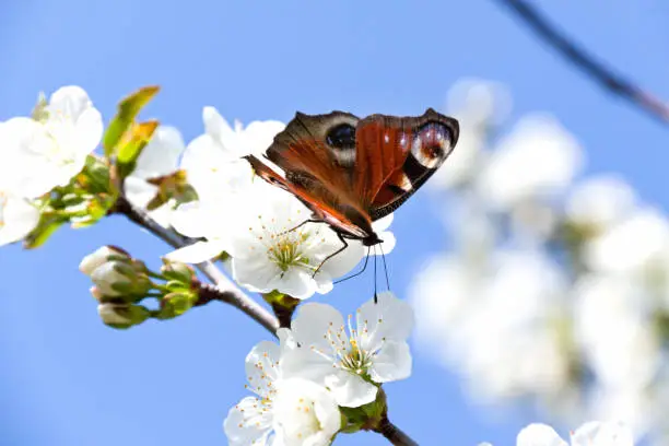 Photo of A multicolored butterfly sits on a white Apple blossom