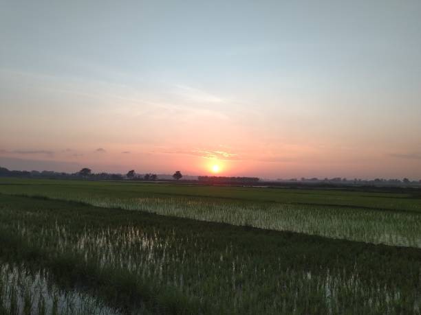 istock sunrise on the rice field 1259641758