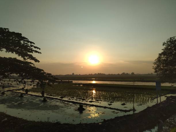 istock sunrise on the rice field 1259646971