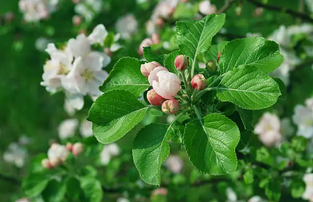 Photo of The flowers of  apple
