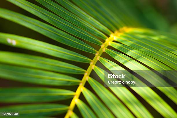 Palm Leaf Stock Photo - Download Image Now - Alternative Medicine, Biology, Botany