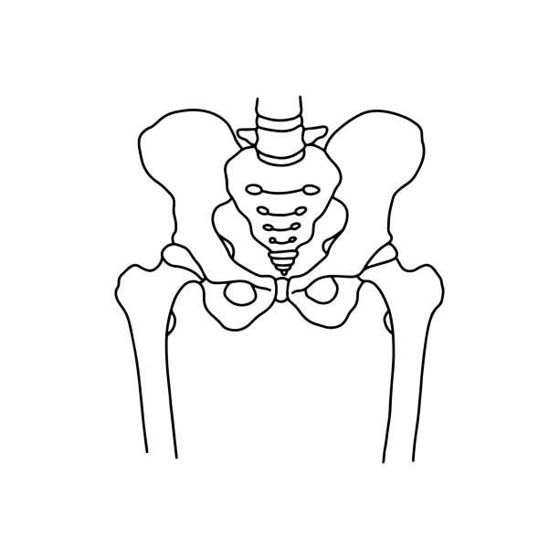 menschliche beckenknochen, gezeichnet von linien auf weißem hintergrund. - pelvic bone stock-grafiken, -clipart, -cartoons und -symbole