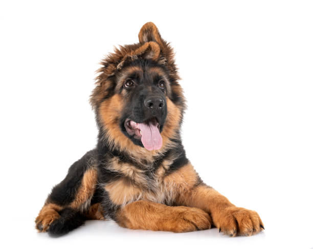 Long Haired German Shepherd Puppies Stock Photos, Pictures & Royalty-Free  Images - iStock