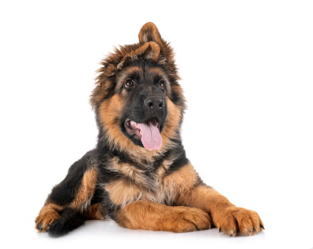 Long Haired German Shepherd Puppies Stock Photos, Pictures & Royalty-Free Images - iStock Long Haired German Shepherd Puppies Stock Photos, Pictures & Royalty-Free Images - iStock
