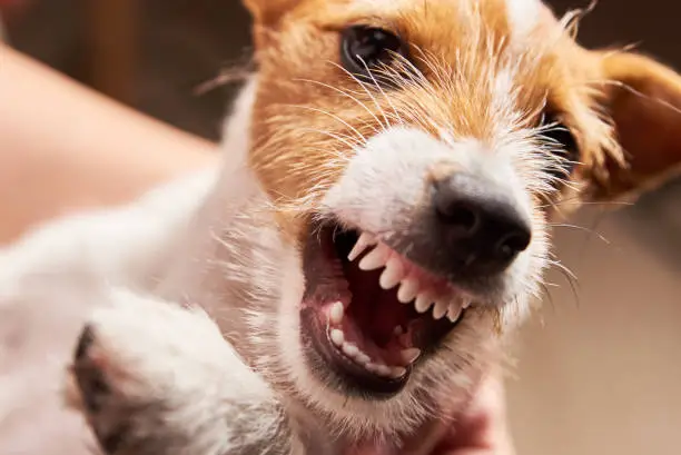 Photo of Aggressive dog with bared fangs. Grinning puppy Jack Russell terrier