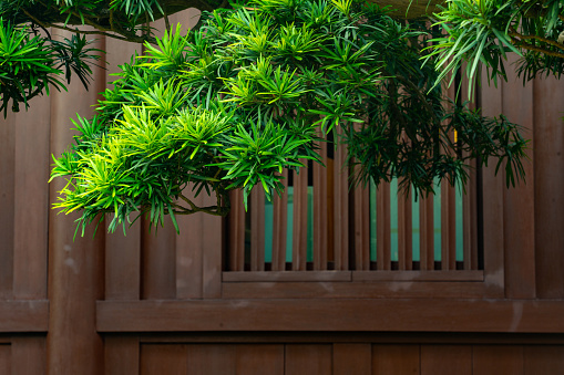 Chi Lin Nunnery is a large Buddhist temple complex located in Diamond Hill, Kowloon, Hong Kong.