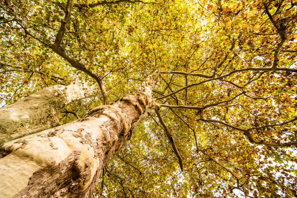 Super wide-angle objekitv, UV filter, sun visor, Platanus × hispanica, maple leaf plane tree, London plane tree,
