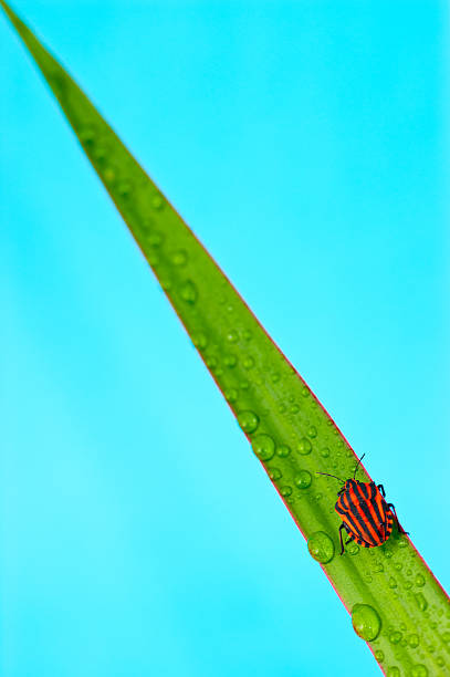 Red and black bug on wet grass stock photo