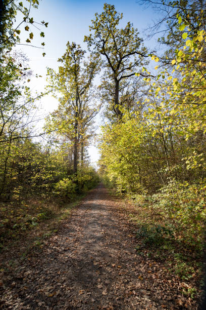 istock Cosy hiking trail in the autumn forest under a blue sky 1259743891