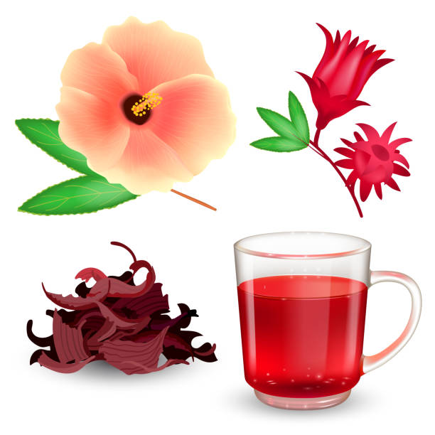 ilustraciones, imágenes clip art, dibujos animados e iconos de stock de set de té hibiscus. té rojo roselle en una taza de vidrio, té seco, bráctea y flor aislada sobre un fondo blanco. ilustración vectorial realista. - hibiscus beauty in nature beauty beautiful