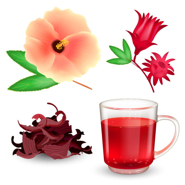 Hibiscus tea set. Roselle red tea in a glass mug, dried tea, bract and flower isolated on a white background. Realistic vector illustration. vector art illustration