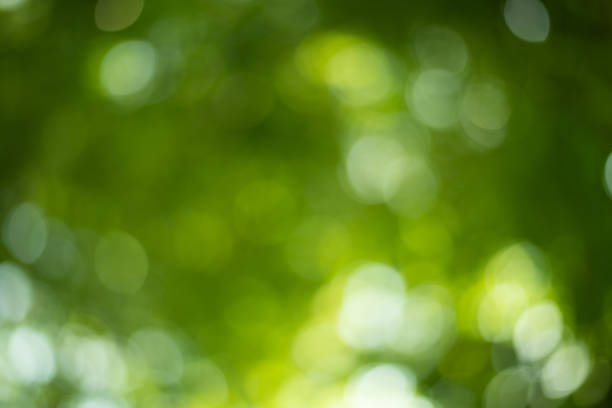 istock Abstract Green bokeh with wall paper. 1259749632
