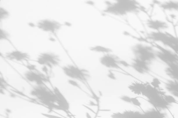 istock Gray shadows of flowers and grass on white wall 1259752301