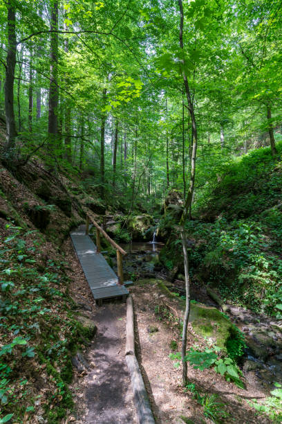 istock Forest in the Saxon Switzerland 1259761481