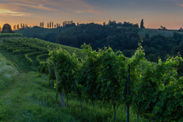 istock Vineyards in early morning 1259761485