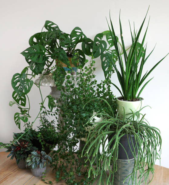 istock Different House plants in living room with decorations on the table Stylish composition of home garden industrial interior. Urban jungle interior with houseplants. Nice green concept for magazine. 1259764665