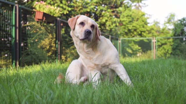 Labrador dog on green grass
