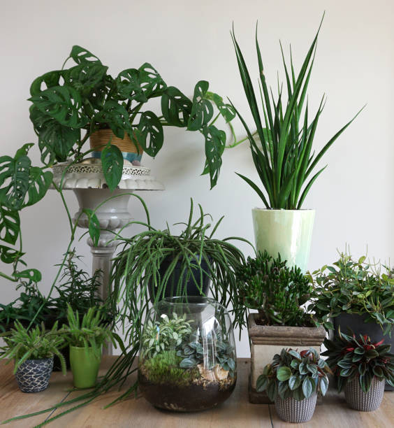 istock Different House plants in living room with decorations on the table Stylish composition of home garden industrial interior. Urban jungle interior with houseplants. Nice green concept for magazine. 1259767930
