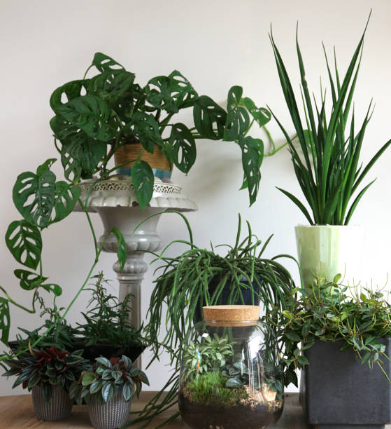 istock Different House plants in living room with decorations on the table Stylish composition of home garden industrial interior. Urban jungle interior with houseplants. Nice green concept for magazine. 1259768454