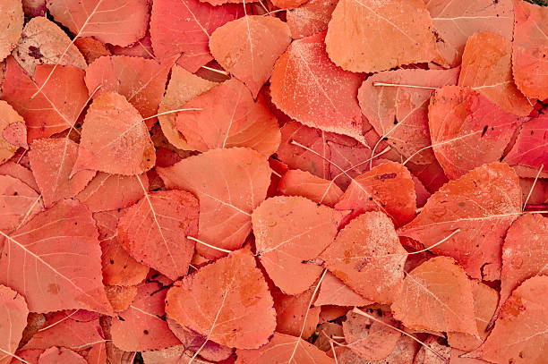 Leaves stock photo