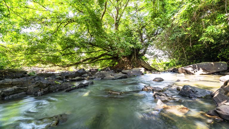 Ancient Ficus bengalensis grows by stream in a tropical forest.