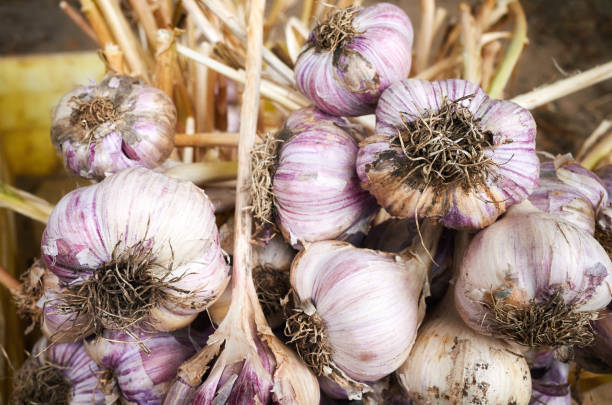 istock Fresh organic garlic in a box. 1259785514