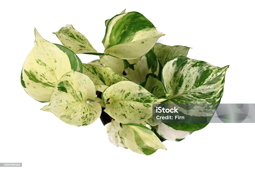 Top view of 'Epipremnum Aureum Manjula' pothos houseplant on white background Top view of tropical 'Epipremnum Aureum Manjula' pothos houseplant isolated on white background Golden Pothos Stock Photo