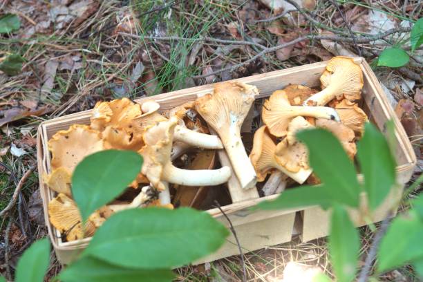 istock A basket full of mushrooms 1259791563